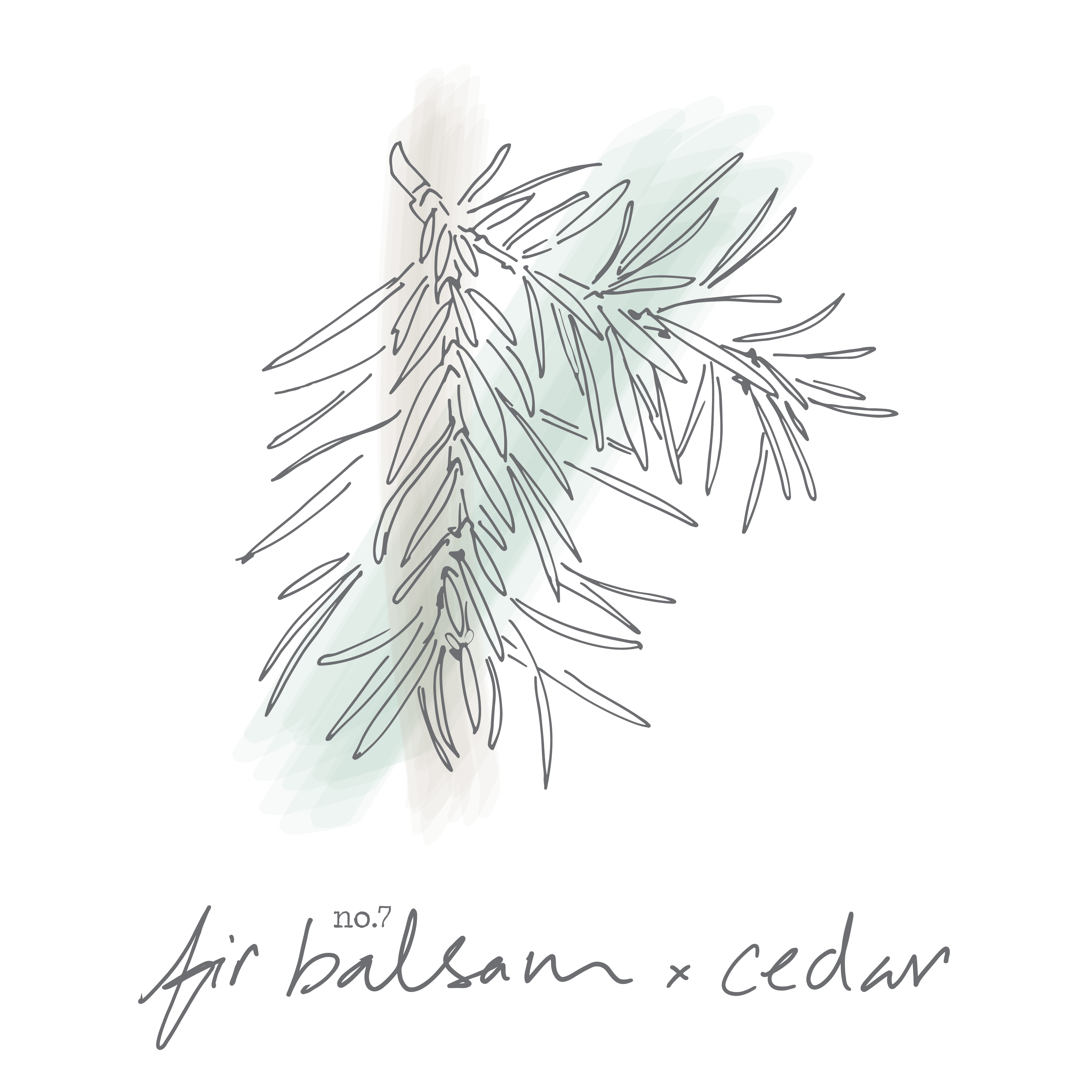 Fir Balsam x Cedar Coconut Wax Candle